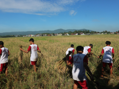 PANEN RAYA SAWAH EDUKASI SMP N 2 BANYUMAS