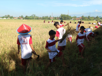 PANEN RAYA SAWAH EDUKASI SMP N 2 BANYUMAS