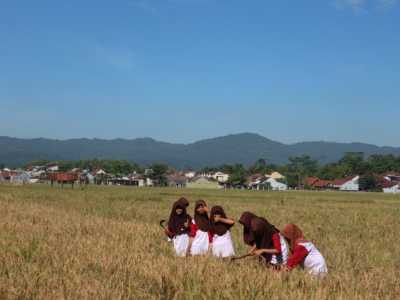 PANEN RAYA SAWAH EDUKASI SMP N 2 BANYUMAS