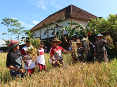 PANEN RAYA SAWAH EDUKASI SMP N 2 BANYUMAS