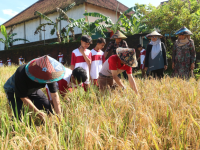 PANEN RAYA SAWAH EDUKASI SMP N 2 BANYUMAS