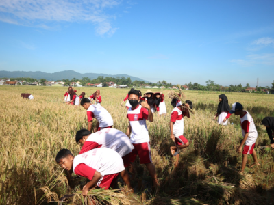 PANEN RAYA SAWAH EDUKASI SMP N 2 BANYUMAS