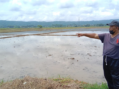 PENYIAPAN LAHAN SEBELUM TANAM