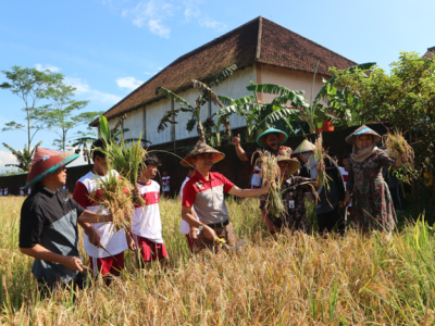 PANEN RAYA SAWAH EDUKASI SMP N 2 BANYUMAS