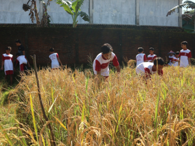 PANEN RAYA SAWAH EDUKASI SMP N 2 BANYUMAS