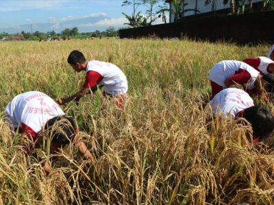 PANEN RAYA SAWAH EDUKASI SMP N 2 BANYUMAS